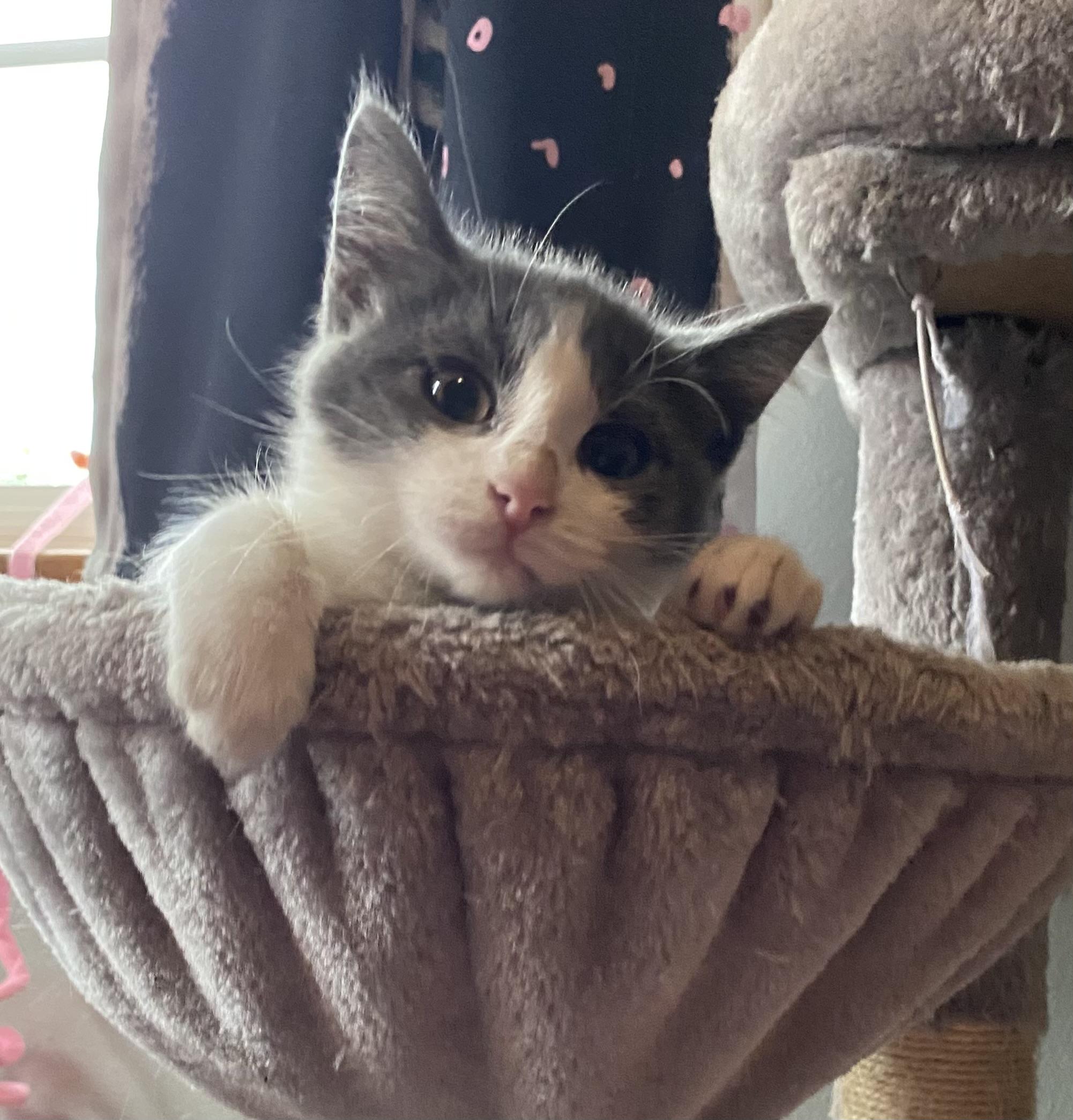 Enlarge Baa (CH wobbly cat syndrome), a Adoptable Domestic Short Hair in Port Washington, WI image 4/6