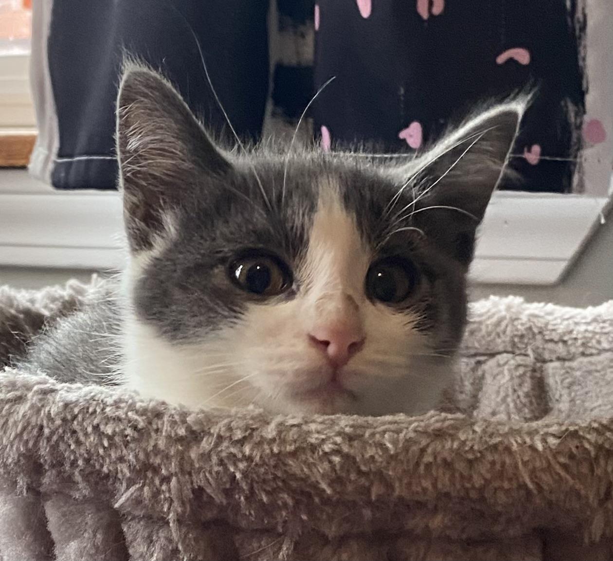 Enlarge Baa (CH wobbly cat syndrome), a Adoptable Domestic Short Hair in Port Washington, WI image 2/6