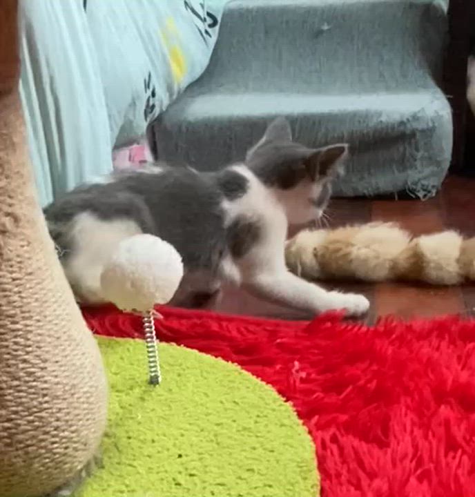 Enlarge Baa (CH wobbly cat syndrome), a Adoptable Domestic Short Hair in Port Washington, WI video 5/6