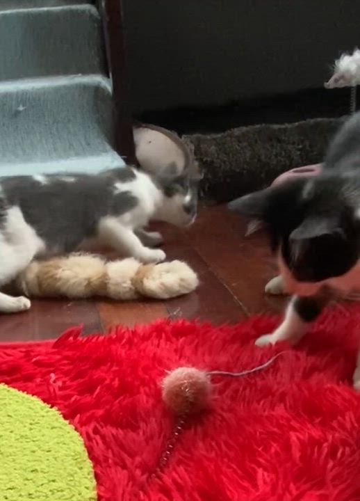 Enlarge Baa (CH wobbly cat syndrome), a Adoptable Domestic Short Hair in Port Washington, WI video 6/6