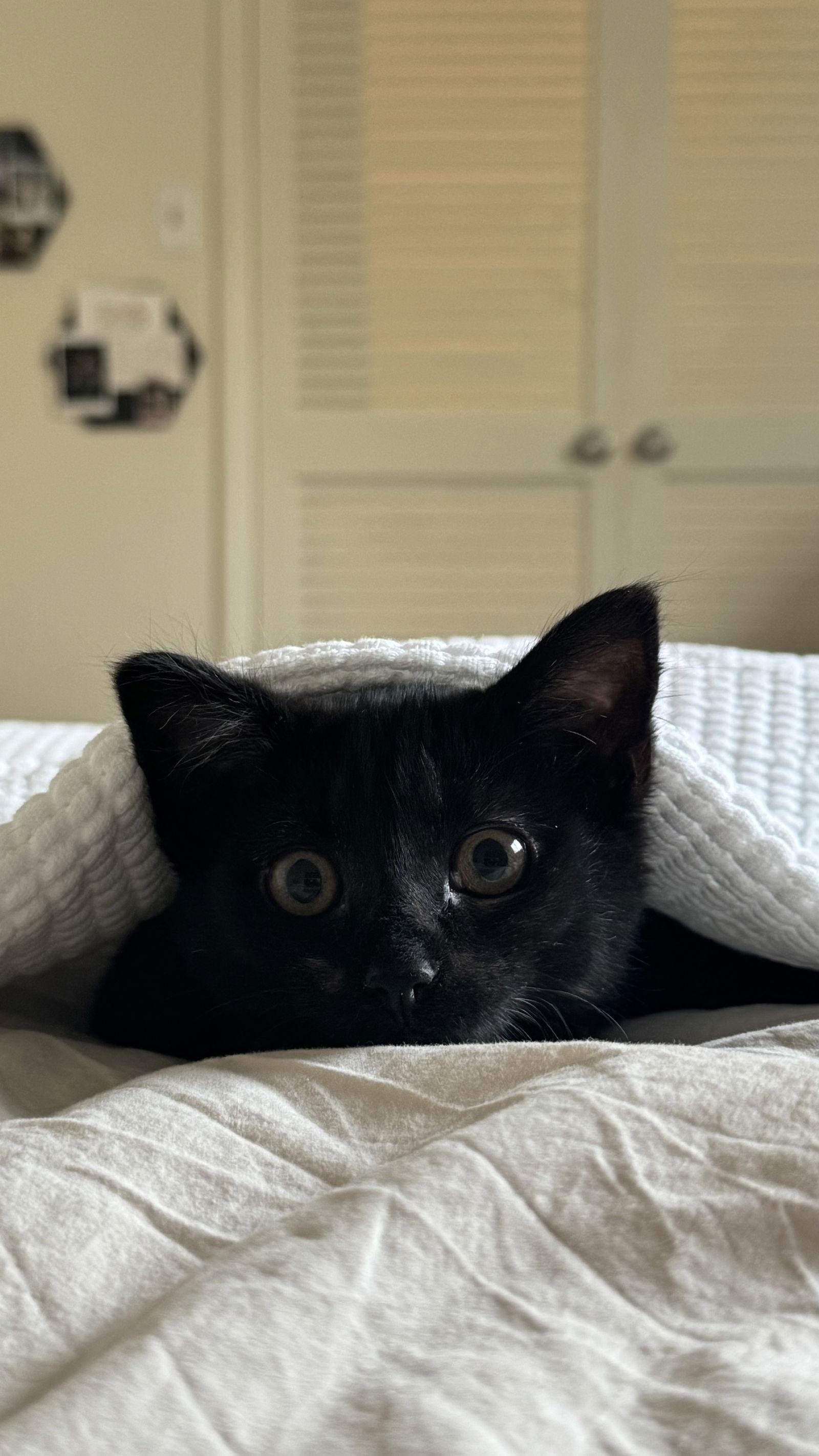 Violet, Adoptable, Young Female Domestic Medium Hair.