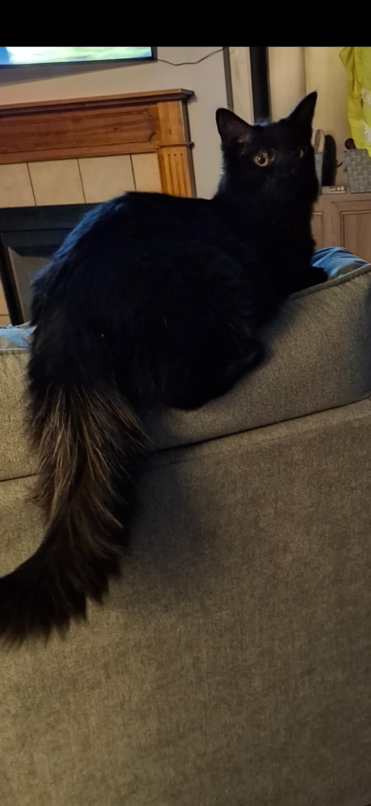 Enlarge Violet, a Adoptable Domestic Medium Hair in Cary, NC image 2/3