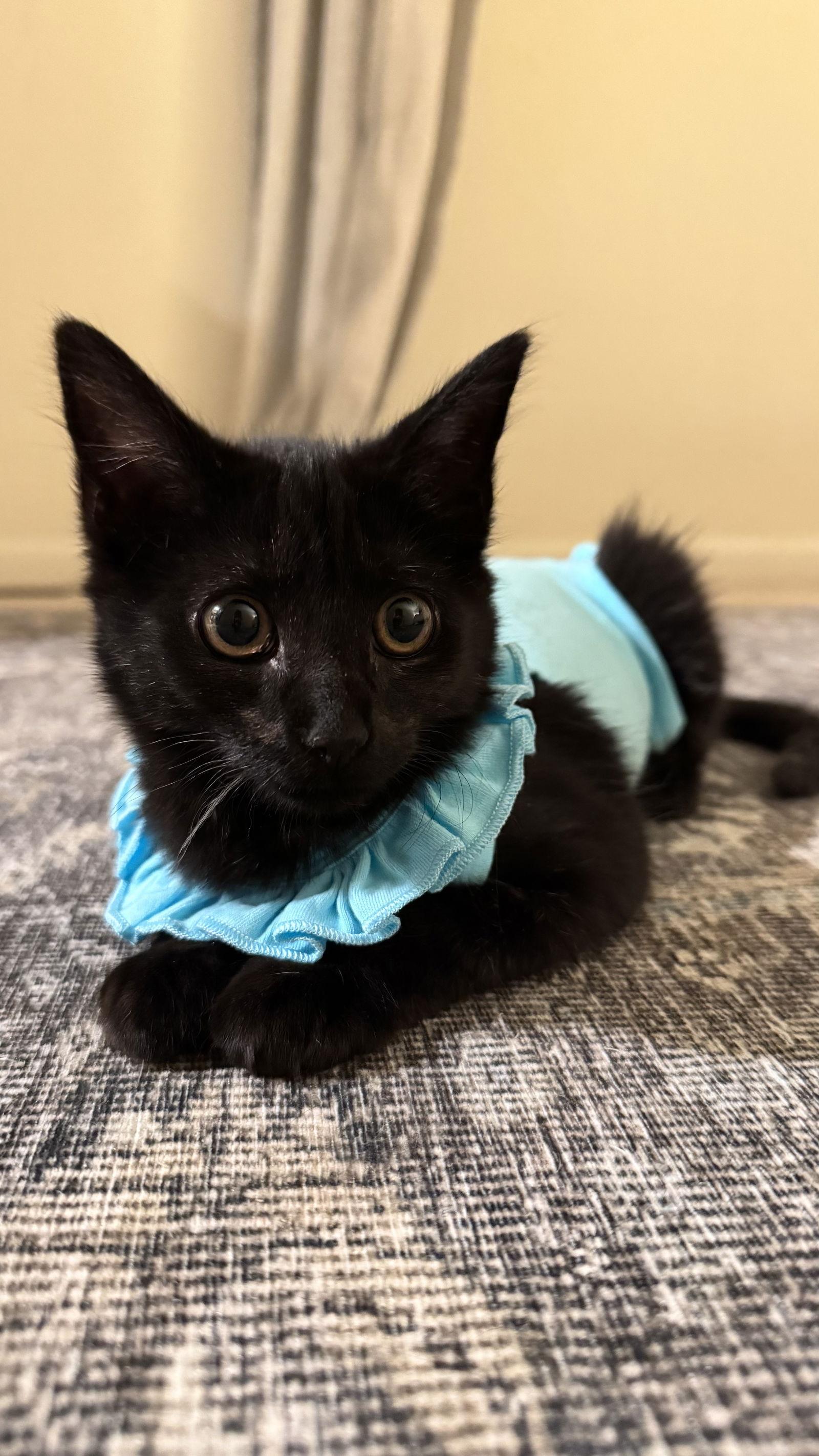 Enlarge Violet, a Adoptable Domestic Medium Hair in Cary, NC image 2/2