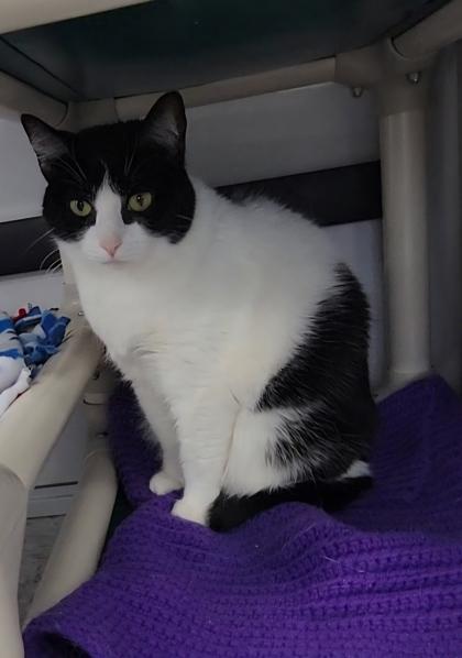 Luna, Adoptable, Adult Female Domestic Short Hair & Domestic Short Hair.