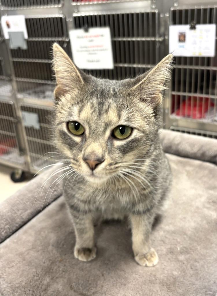 Sunday, Adopted, Young Male Domestic Short Hair.