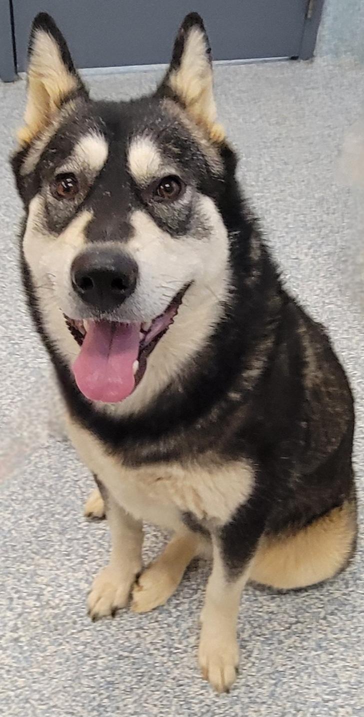 Enlarge Ryaa, a ADOPTABLE mixed breed in Stafford, VA image 1/1