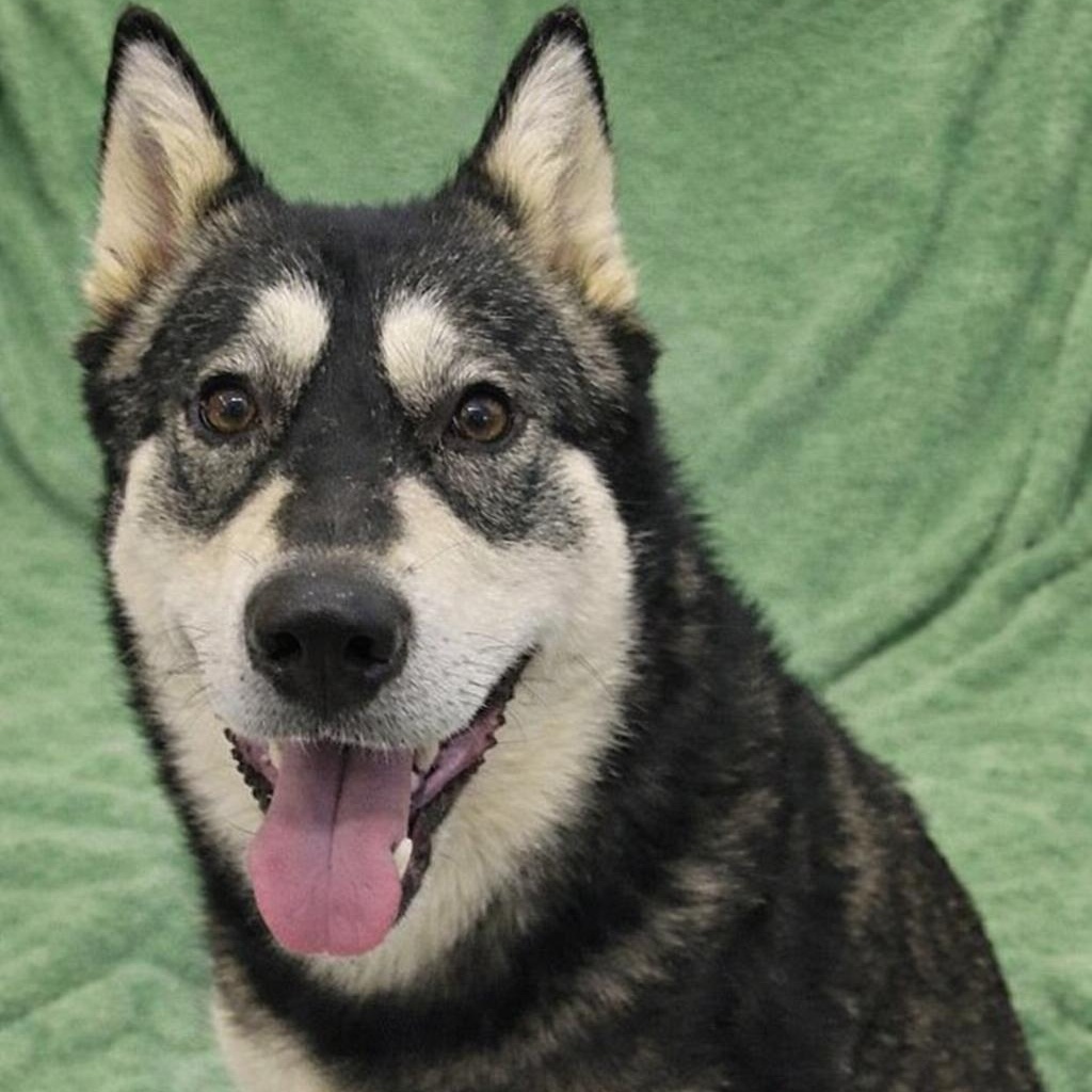 Enlarge Ryaa, an adopted mixed breed in Stafford, VA image 1/1