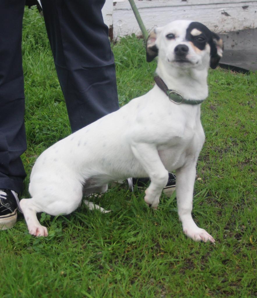 Hope, Adoptable, Young Female Chihuahua & Dachshund.
