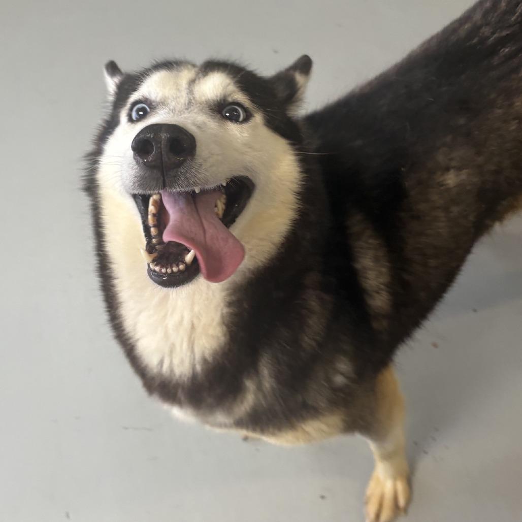 Enlarge Bailey, a Adoptable Siberian Husky in Branson, MO image 1/3