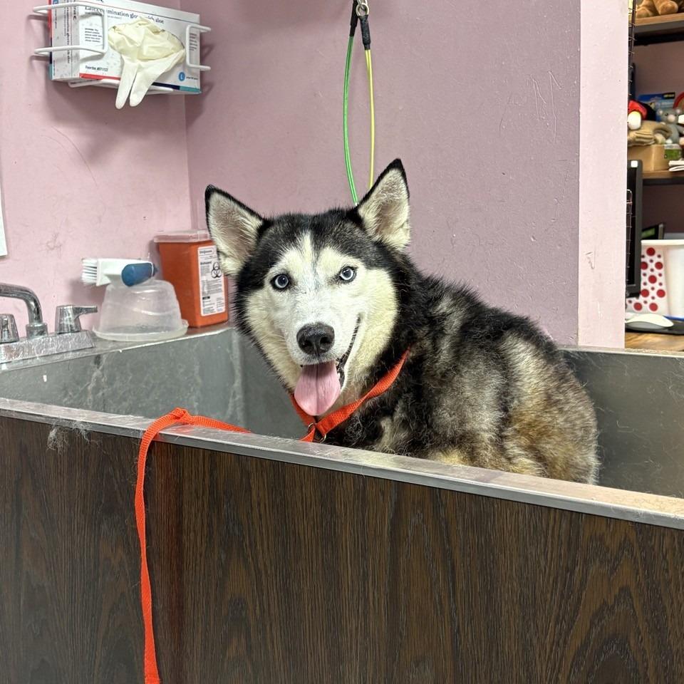Bailey, Adoptable, Adult Female Siberian Husky.