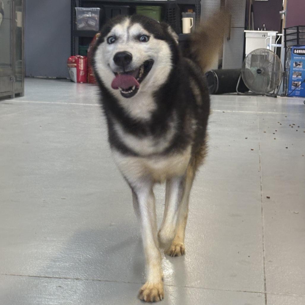 Enlarge Bailey, a Adoptable Siberian Husky in Branson, MO image 3/3