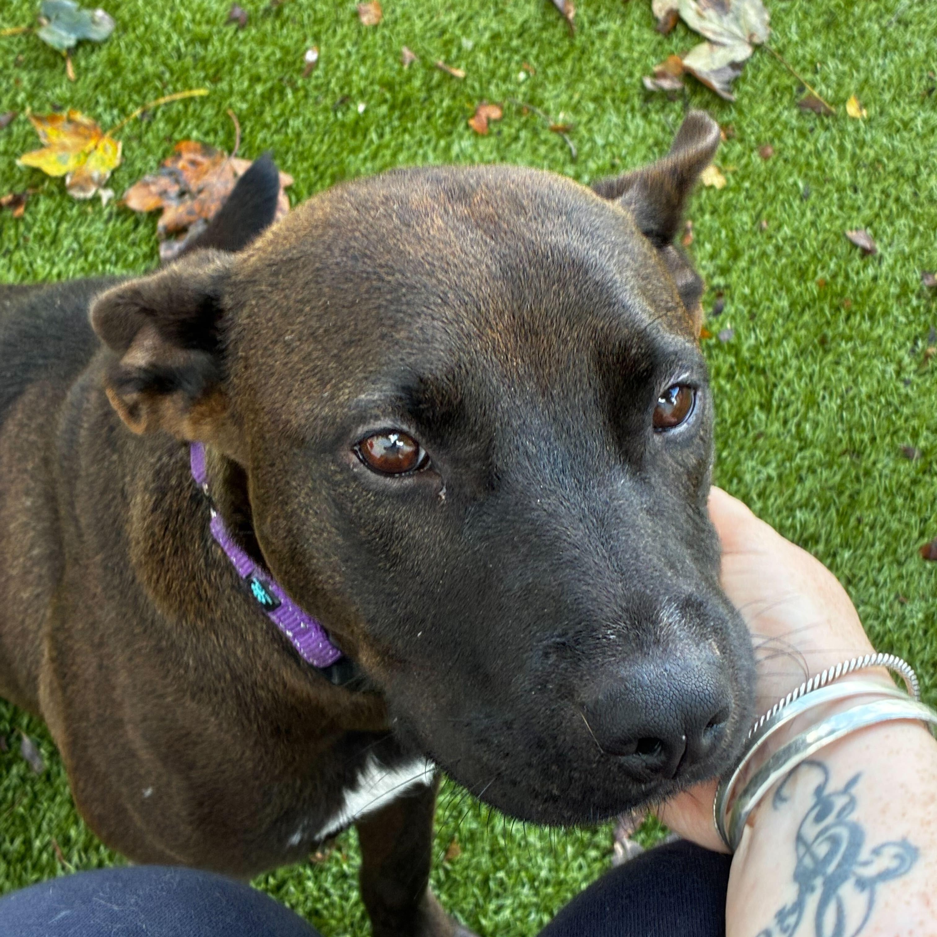 Enlarge Coco, an adopted Mixed Breed in New Bedford, MA image 2/5