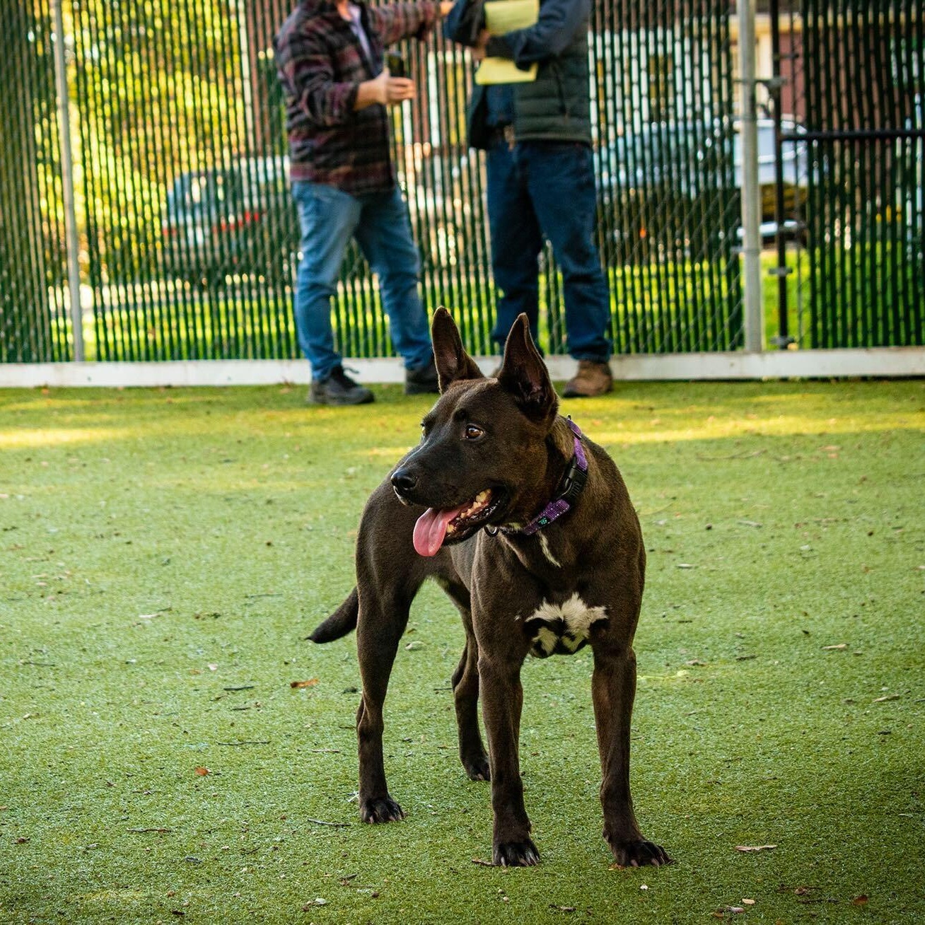 Enlarge Coco, an adopted Mixed Breed in New Bedford, MA image 1/5