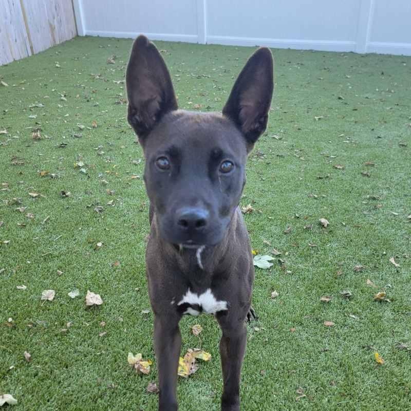 Enlarge Coco, an adopted Mixed Breed in New Bedford, MA image 4/5