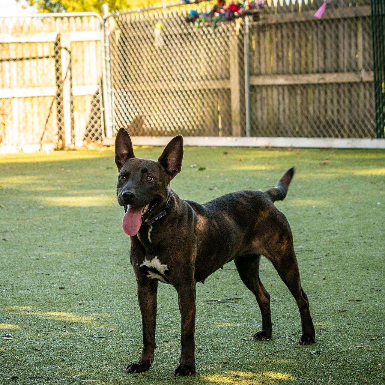 Enlarge Coco, an adopted Mixed Breed in New Bedford, MA image 5/5