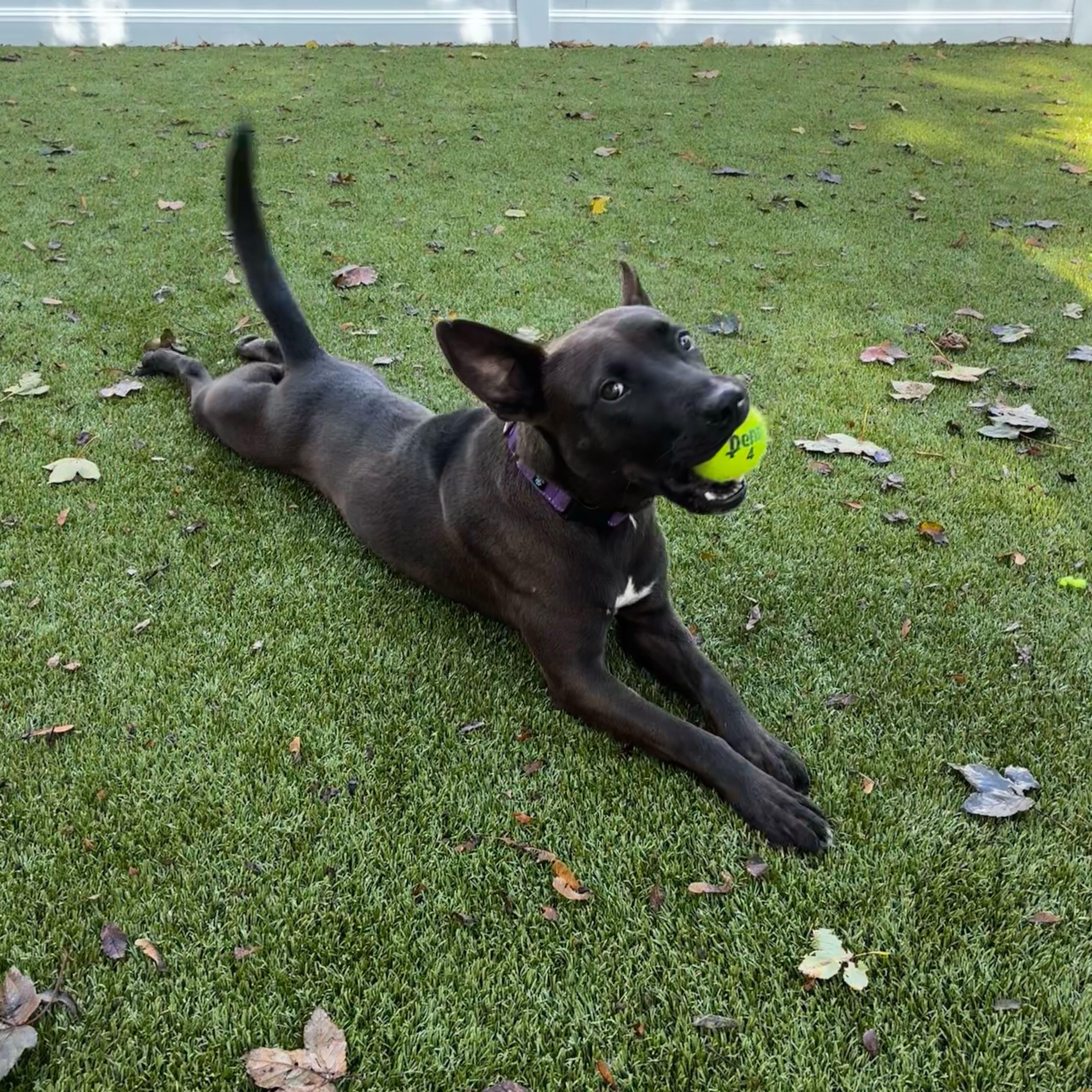 Enlarge Coco, an adopted Mixed Breed in New Bedford, MA image 3/5