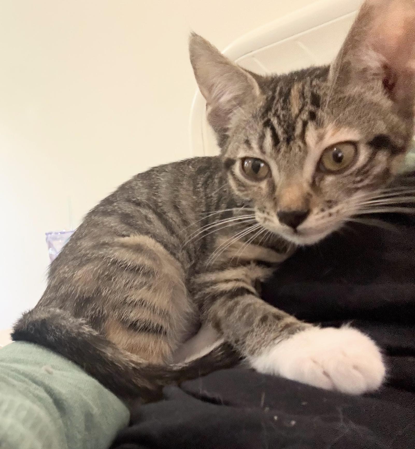 Amy, a Adopted Domestic Short Hair in Stow, MA image 1/6