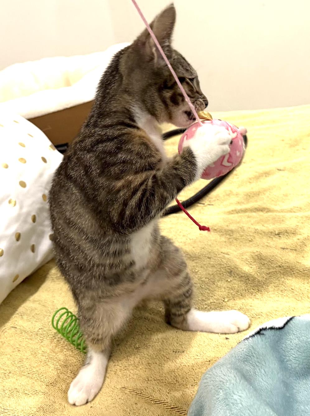 Amy, a Adopted Domestic Short Hair in Stow, MA image 2/6