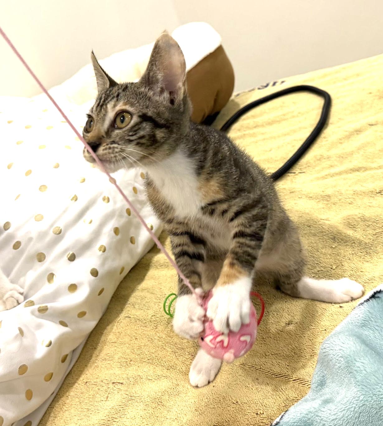 Amy, a Adopted Domestic Short Hair in Stow, MA image 3/6