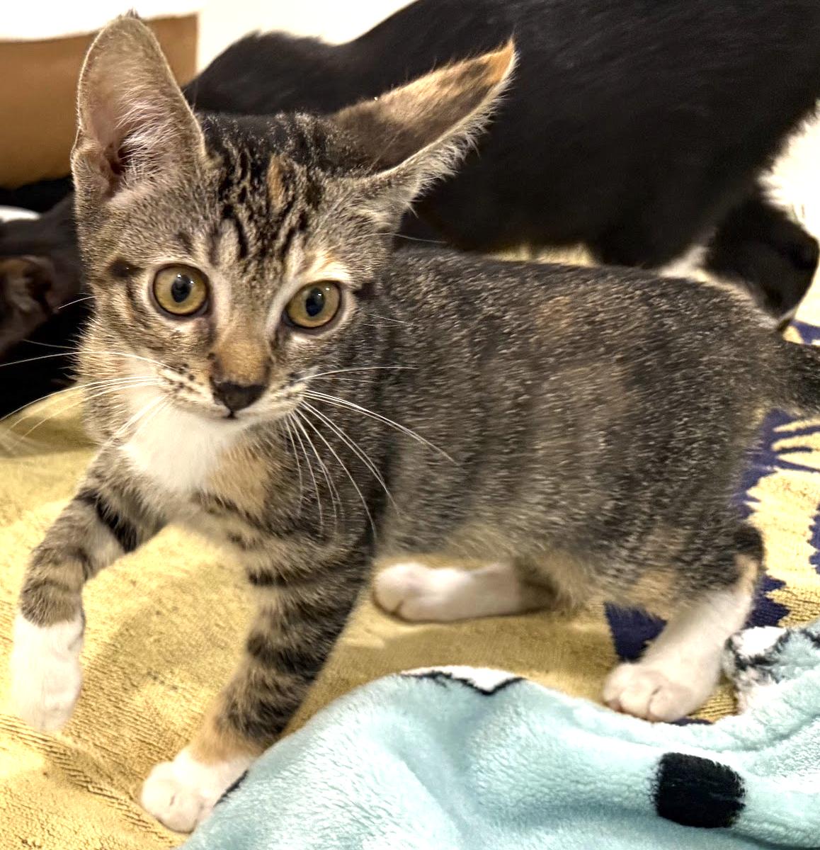 Amy, a Adopted Domestic Short Hair in Stow, MA image 5/6