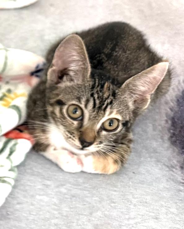 Amy, a Adopted Domestic Short Hair in Stow, MA image 6/6