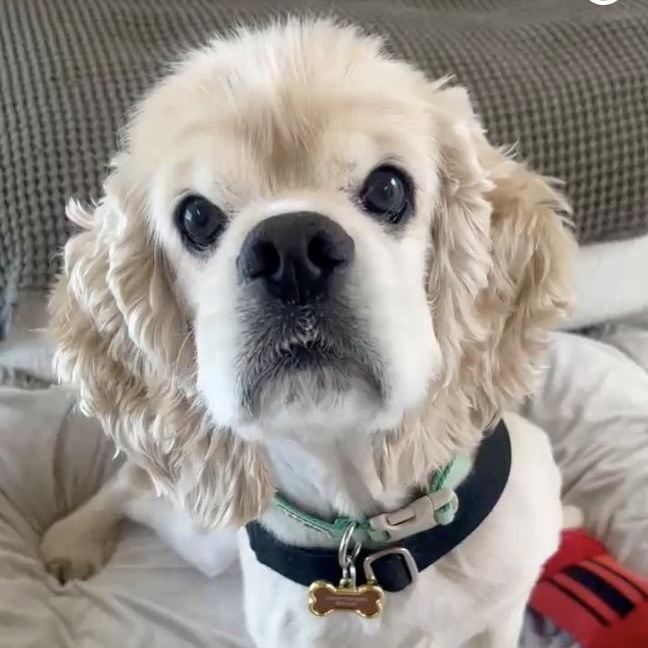 Mason, Adoptable, Adult Male Cocker Spaniel.