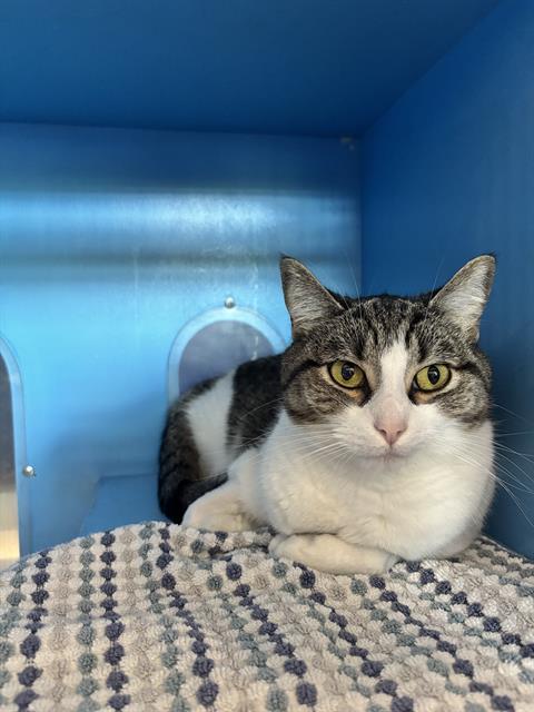 FERN, Adoptable, Adult Female Domestic Short Hair.