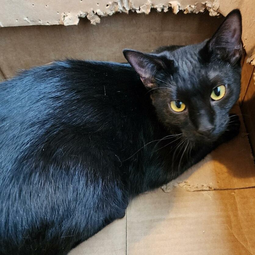 Enlarge CINDERELLA, a Adoptable Domestic Short Hair in Flint, TX image 3/6