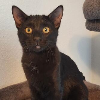 Enlarge CINDERELLA, a Adoptable Domestic Short Hair in Flint, TX image 4/6