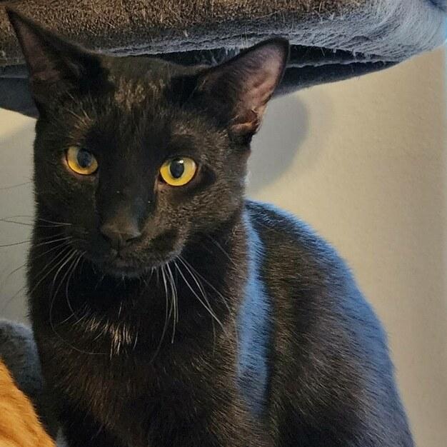 Enlarge CINDERELLA, a Adoptable Domestic Short Hair in Flint, TX image 1/6