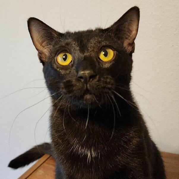 Enlarge CINDERELLA, a Adoptable Domestic Short Hair in Flint, TX image 5/6