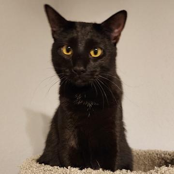 CINDERELLA, Adoptable, Young Female Domestic Short Hair.