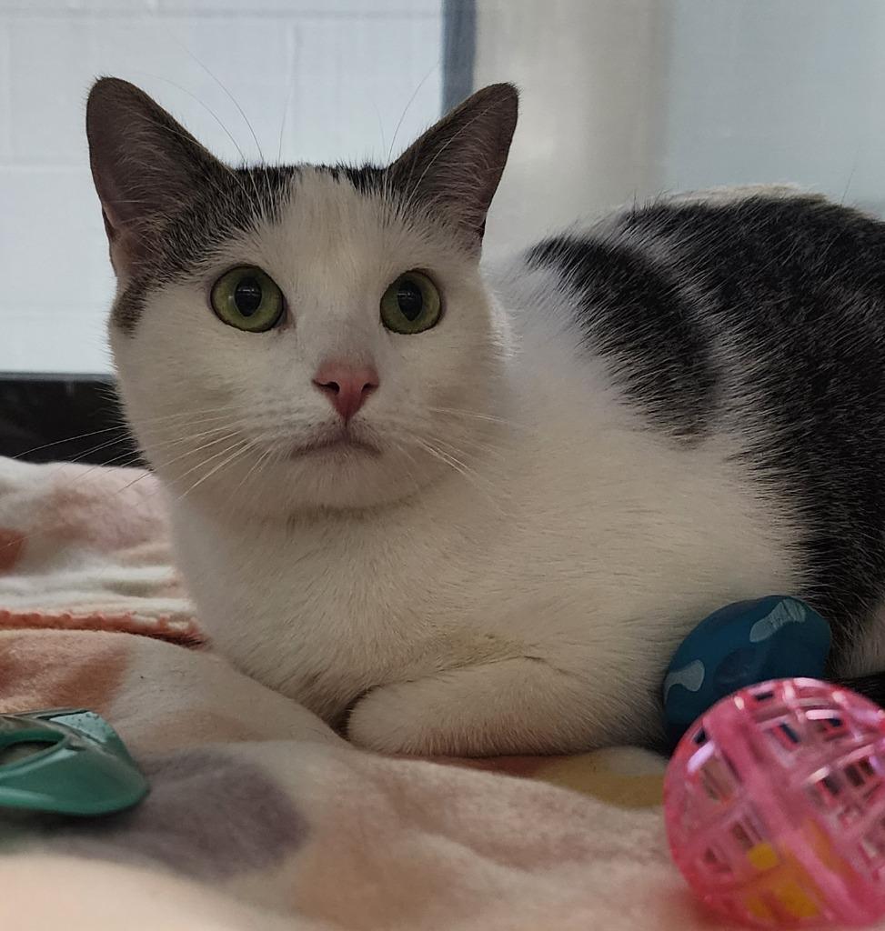 Enlarge Camere, a Adoptable mixed breed in Cottonwood, AZ image 1/1