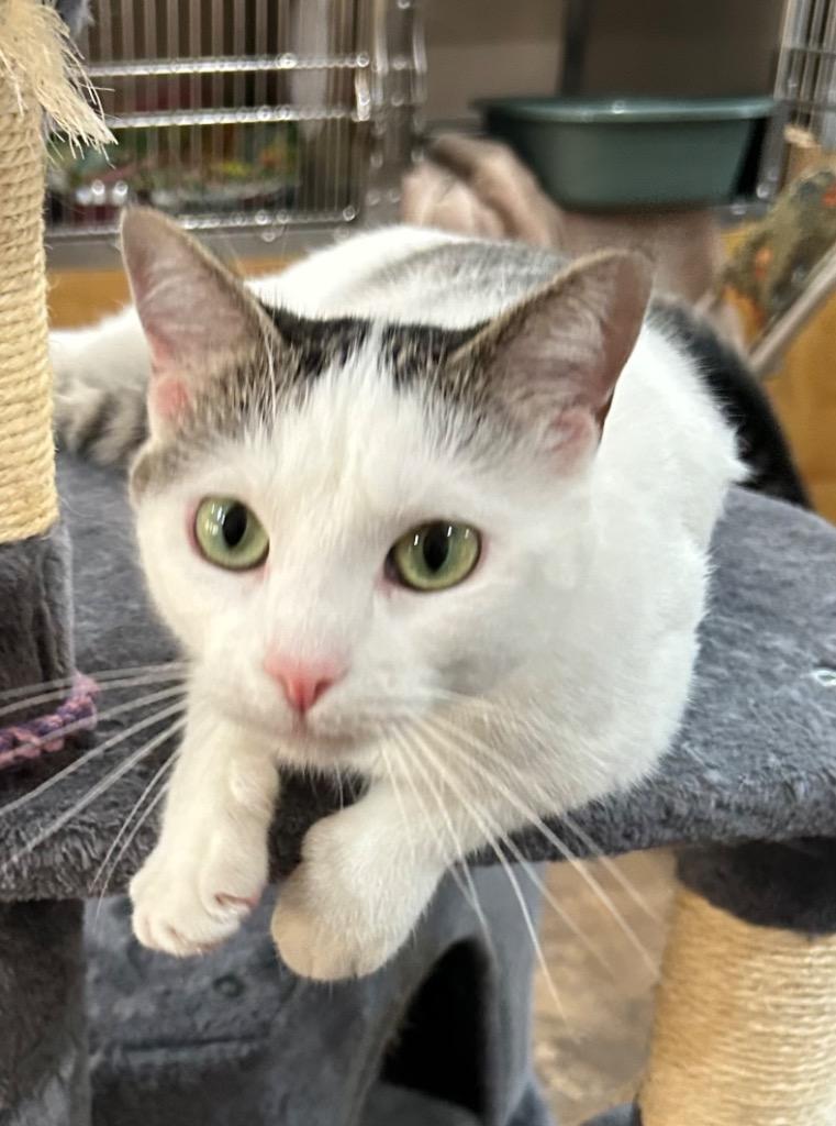Camere, a Adoptable mixed breed in Cottonwood, AZ image 2/2