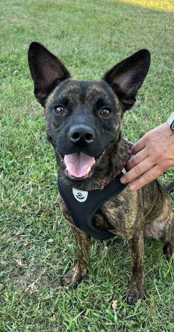 Enlarge Austin, a Adoptable Mixed Breed in Vaudreuil-Dorion, QC image 1/4