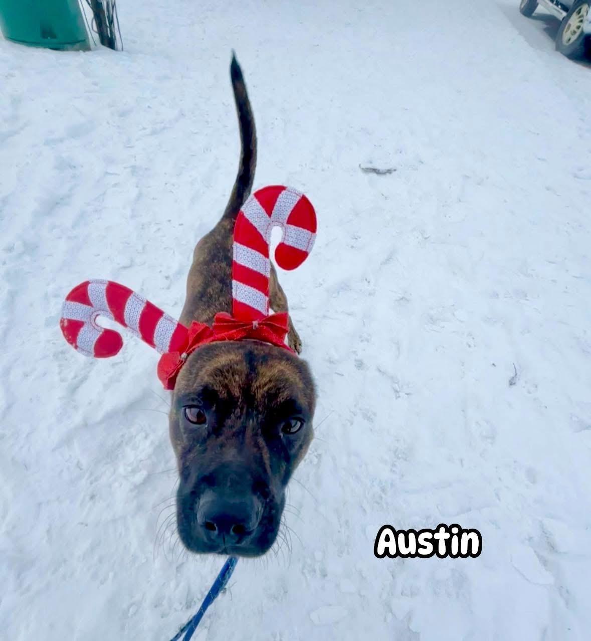 Enlarge Austin, a Adoptable Mixed Breed in Vaudreuil-Dorion, QC image 2/5