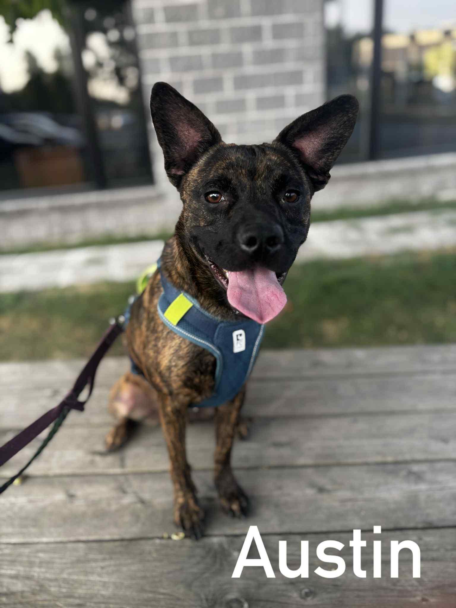 Enlarge Austin, a Adoptable Mixed Breed in Vaudreuil-Dorion, QC image 2/4