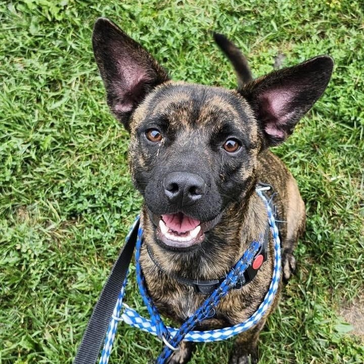Enlarge Austin, a Adoptable Mixed Breed in Vaudreuil-Dorion, QC image 3/4