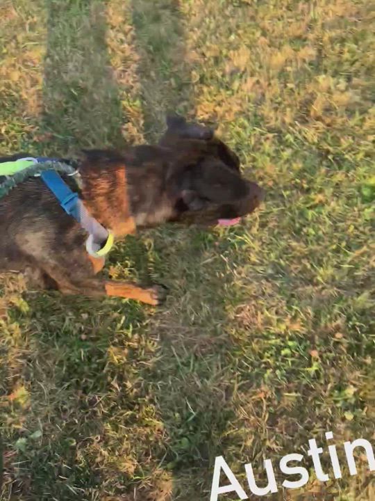 Enlarge Austin, a Adoptable Mixed Breed in Vaudreuil-Dorion, QC video 4/4