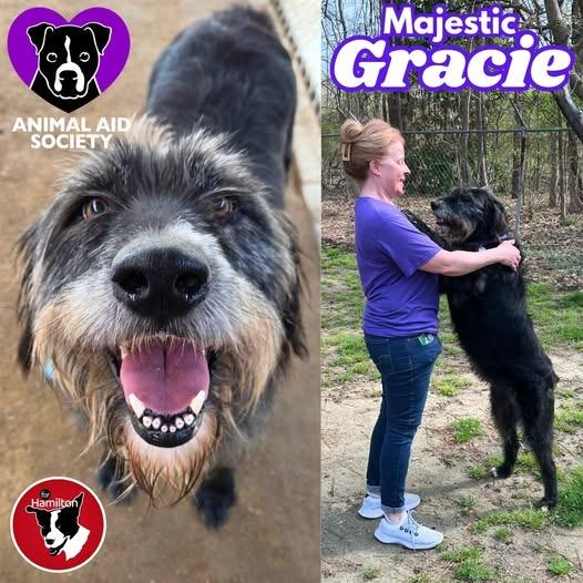 Enlarge Gracie, a Adoptable mixed breed in Hampton, VA image 1/1