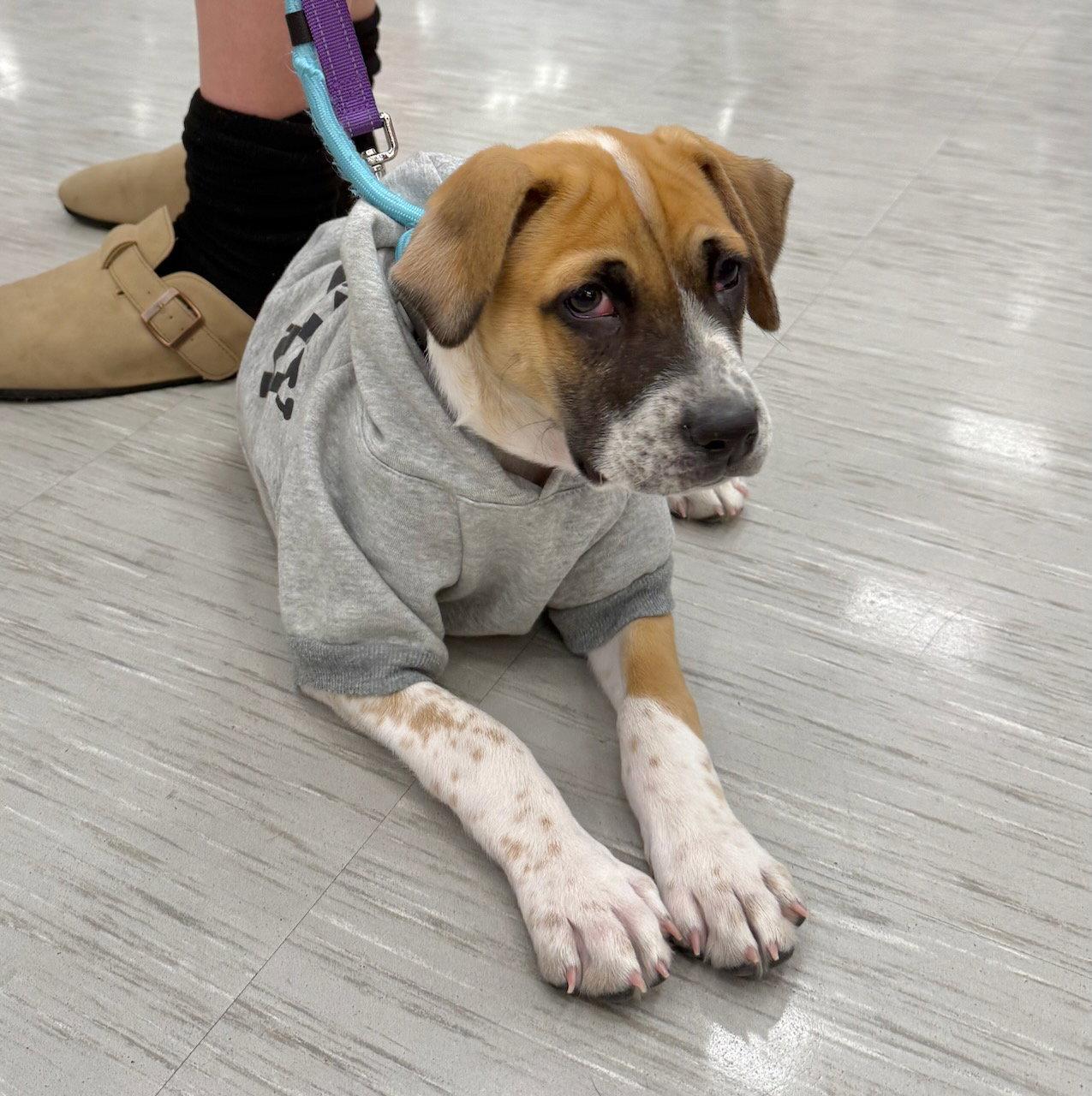 Enlarge Hannah, a Adoptable mixed breed in GILBERTS, IL image 2/3