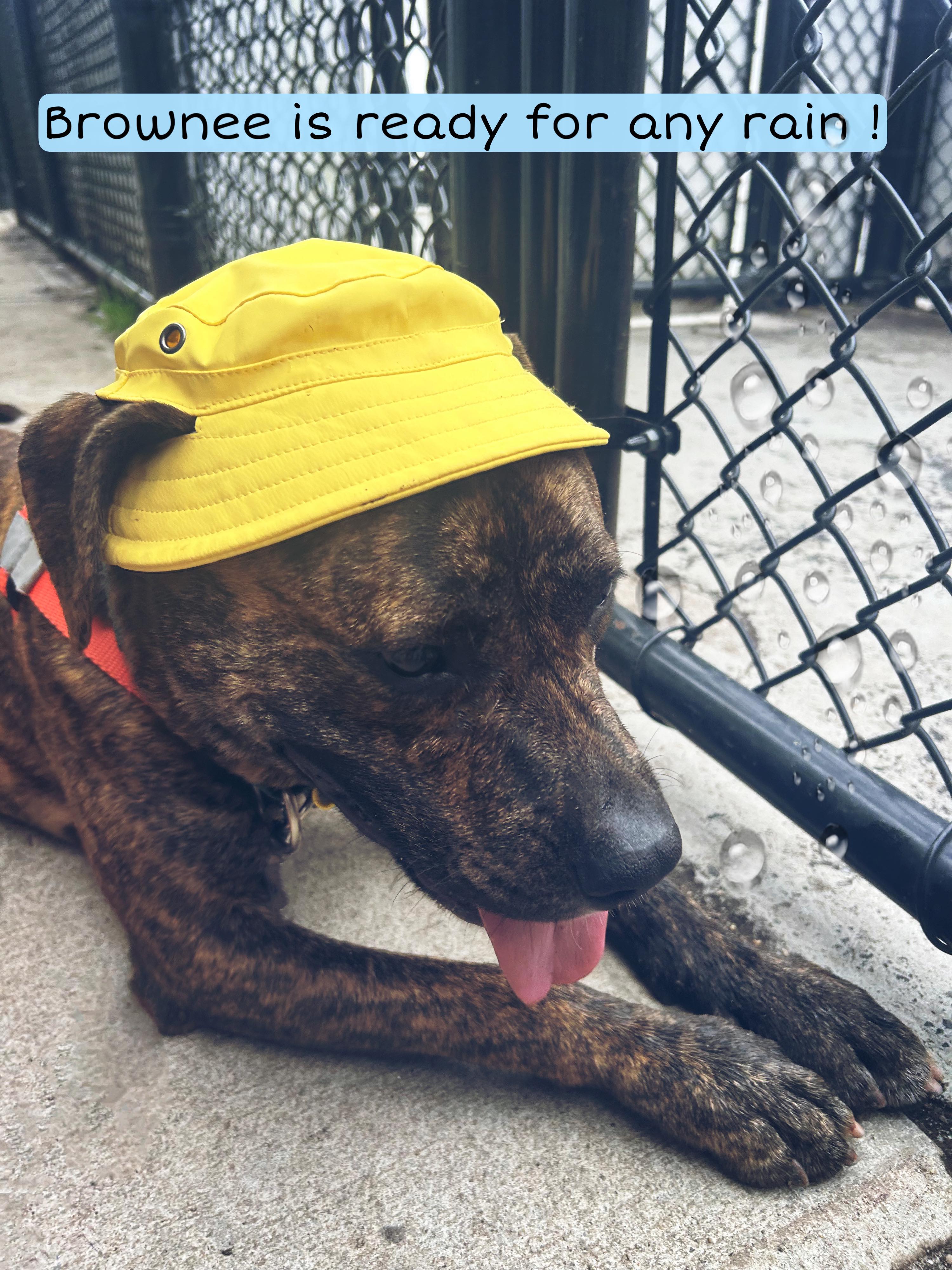 Enlarge 23-423 Brownee, a Adoptable Pit Bull Terrier in Amityville, NY image 2/6