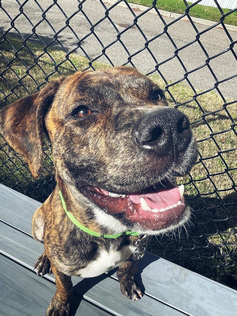 Enlarge 23-423 Brownee, a Adoptable Pit Bull Terrier in Amityville, NY image 4/6