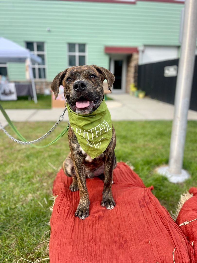 Enlarge 23-423 Brownee, a Adoptable Pit Bull Terrier in Amityville, NY image 5/6