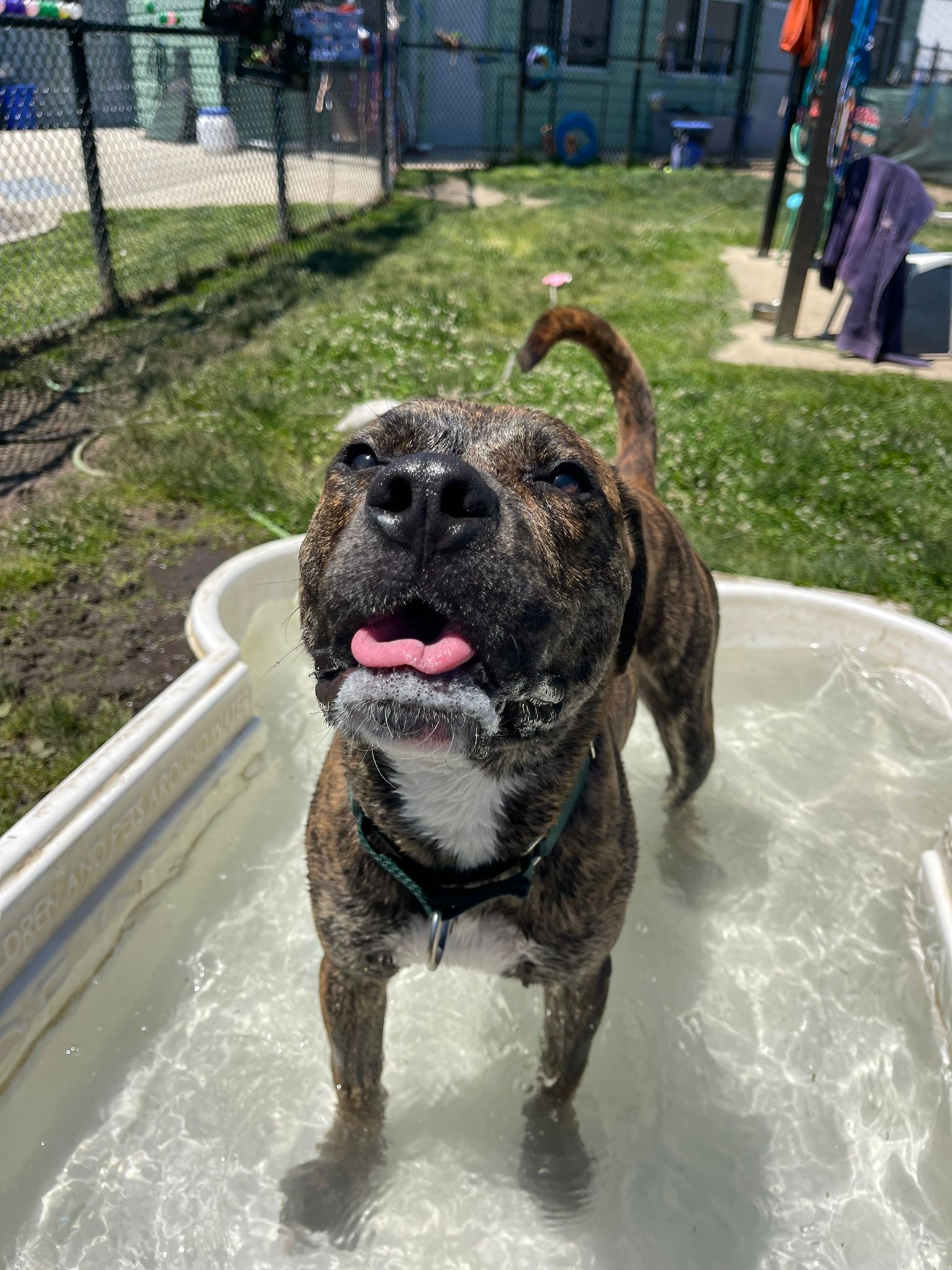 Enlarge 23-423 Brownee, a Adoptable Pit Bull Terrier in Amityville, NY image 6/6