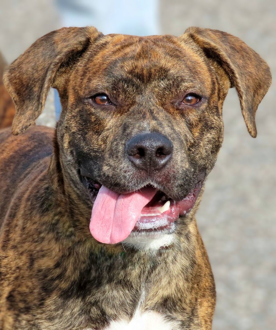 23-423 Brownee, Adoptable, Adult Male Pit Bull Terrier.