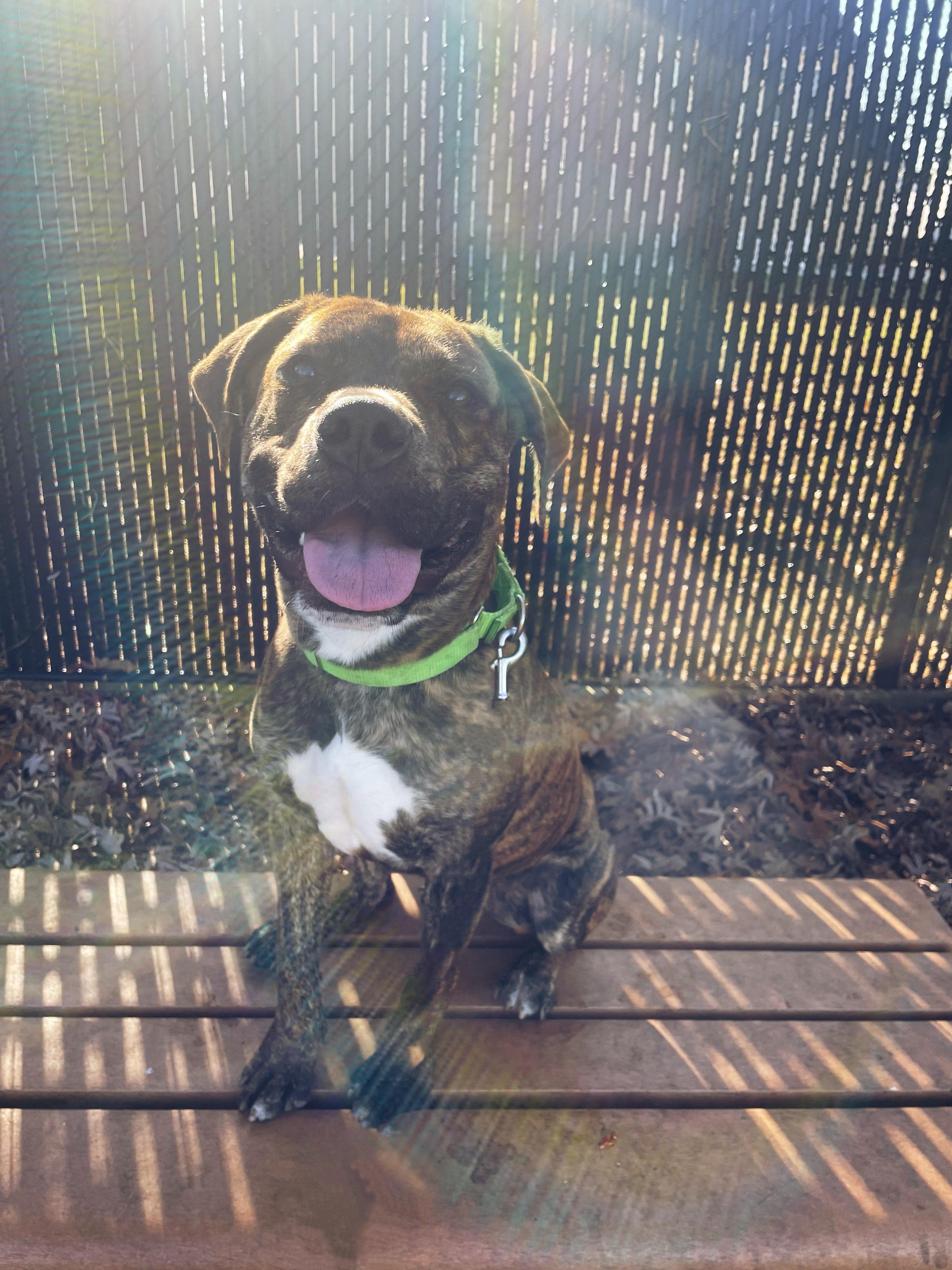 Enlarge 23-423 Brownee, a Adoptable Pit Bull Terrier in Amityville, NY image 3/6