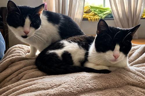 Enlarge Itsy Bitsy, an adoption pending Domestic Short Hair in Mount Royal, NJ image 1/1