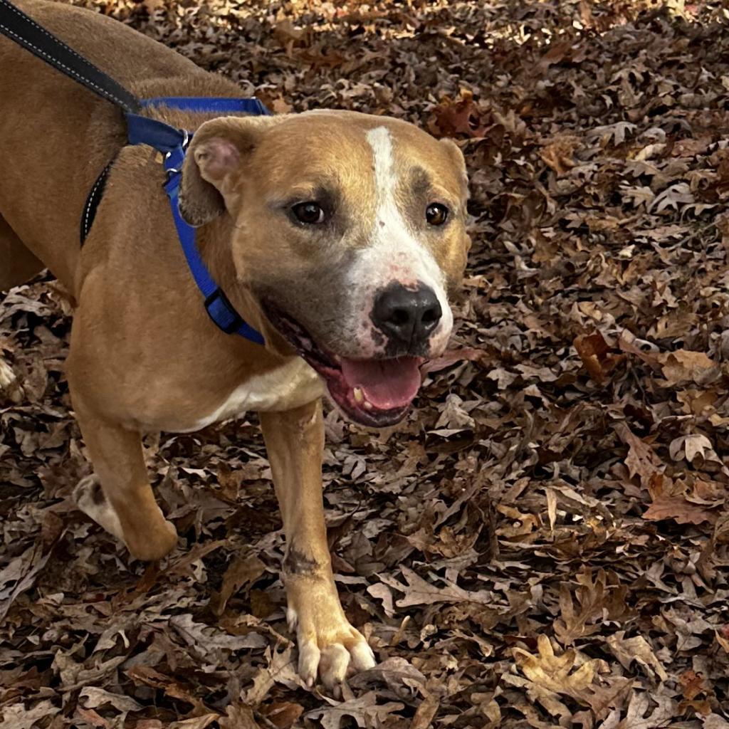 Pierre, Adoptable, Adult Male Pit Bull Terrier.