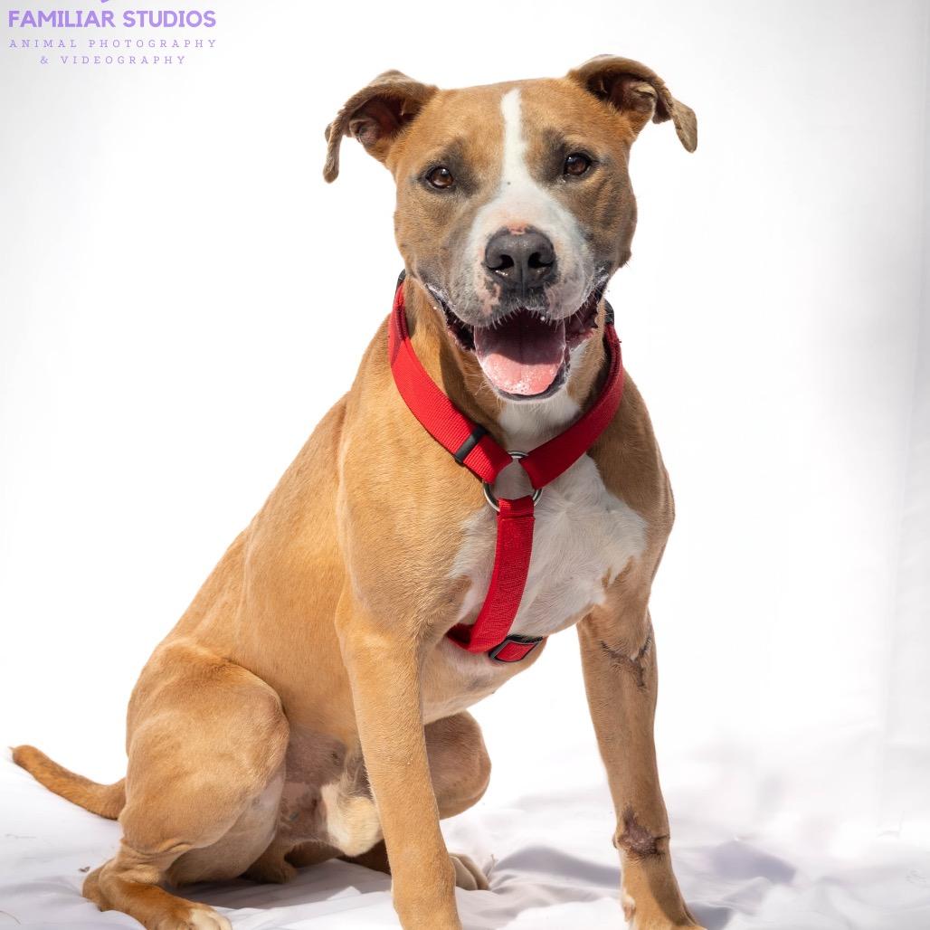 Enlarge Pierre, a Adoptable mixed breed in Troy, VA image 2/5